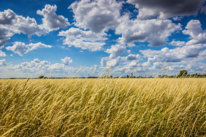 Hochgewachsenes, gold leuchtendes Gras im Vordergrund, strahlende blauer Himmel mit großen Wolkenfetzen. Im Hintergrund sieht man ganz klein einen Radarturm.